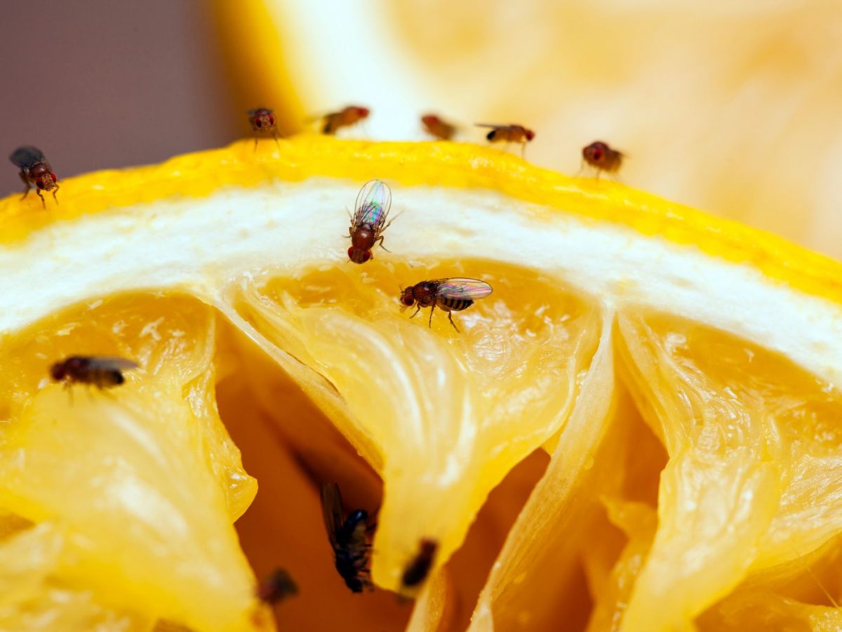 2 Ways to Get Rid of Fruit Flies